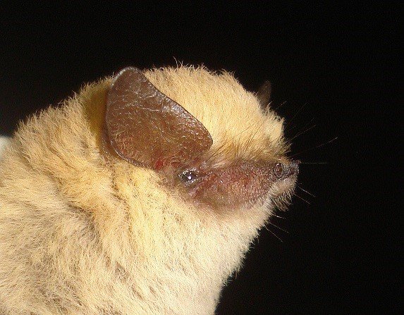 T.ravusArequipa