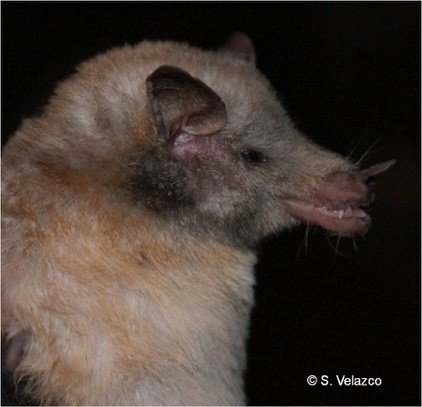 P.genovensium