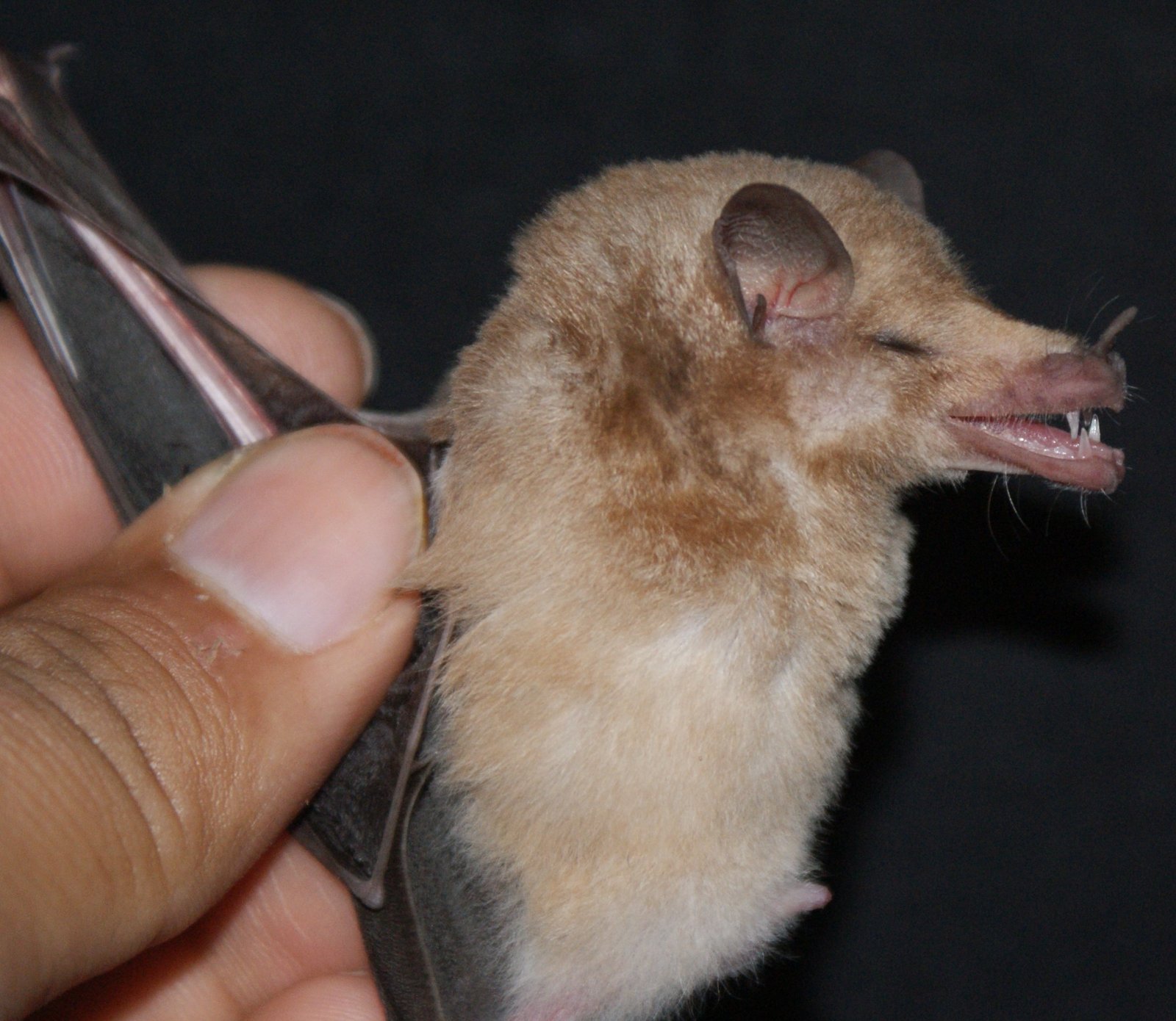 P.genovensiumPariñas