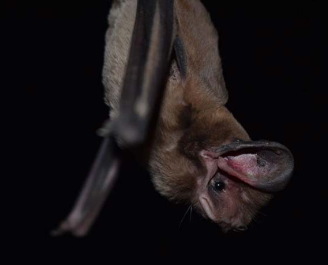 Eumops wilsoni