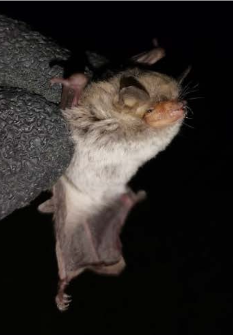 Myotis albescens