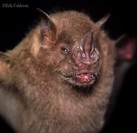 Artibeus jamaicensis