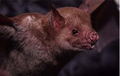 Brachyphylla cavenarum