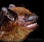 Eptesicus fuscus