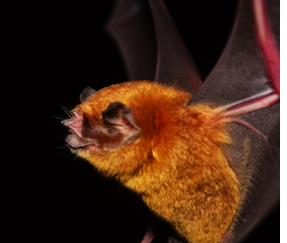 Pteronotus portoricensis
