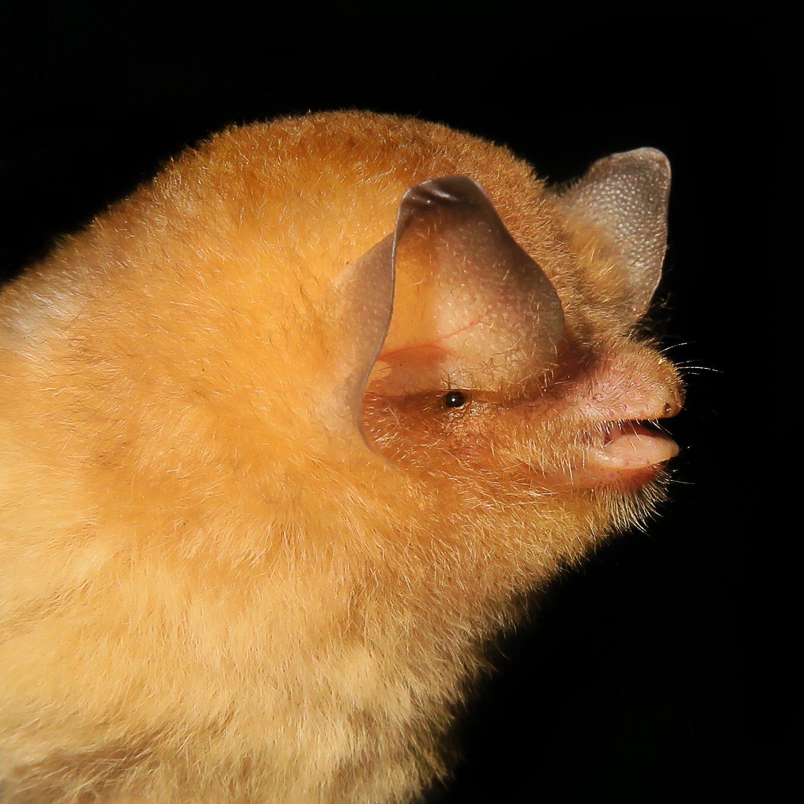 Natalus major