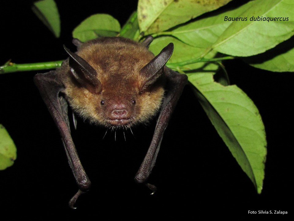 B. dubiaquercus