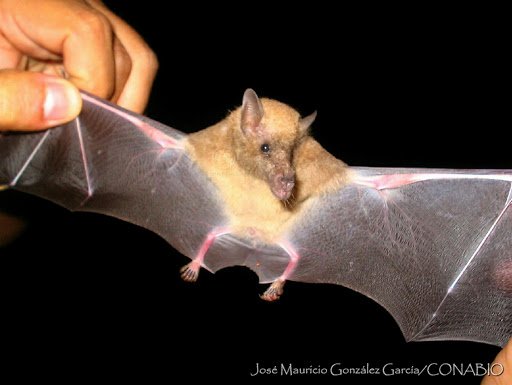 C. mexicana