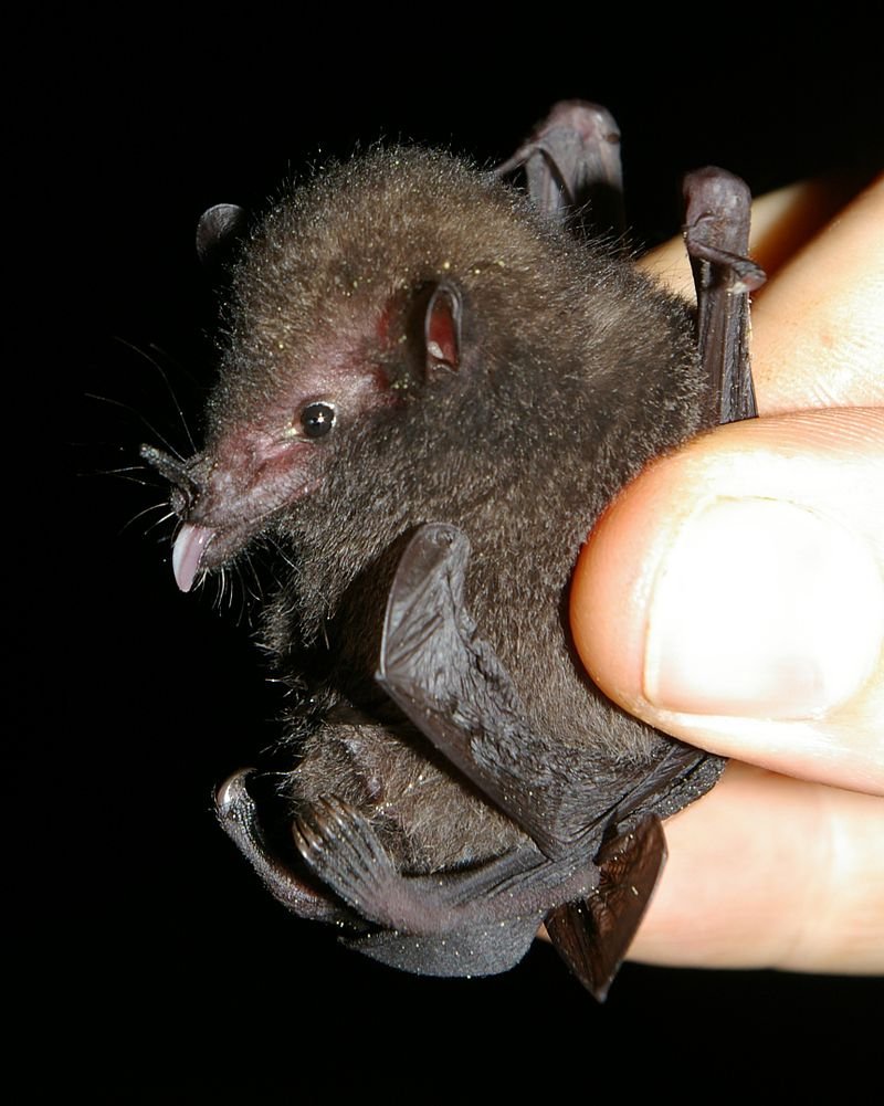 Hylonycteris underwoodii