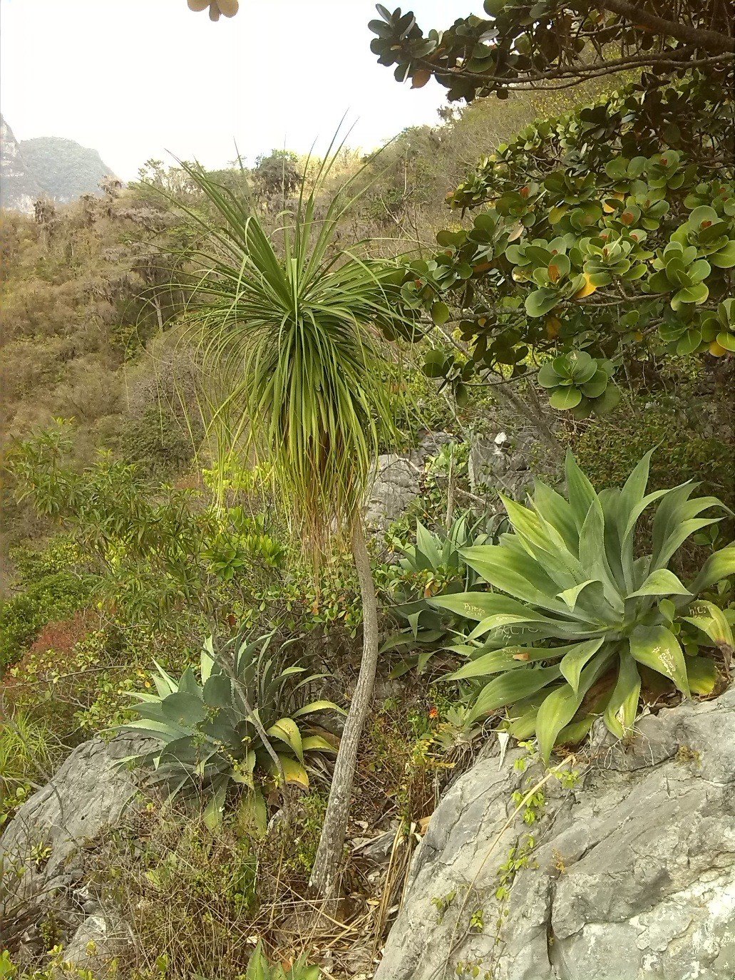 Vista del bosque seco Agalta 1
