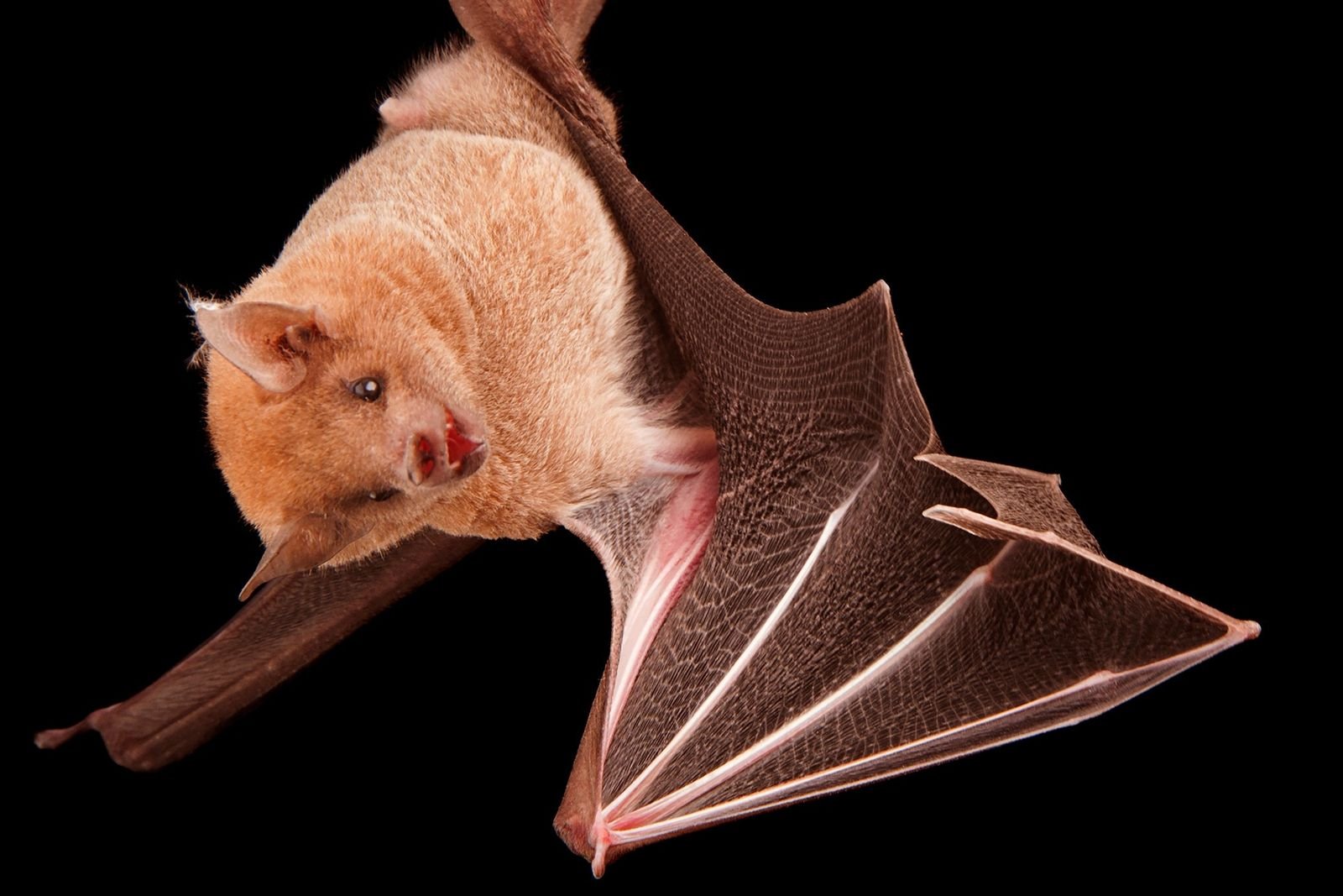 lesser long nosed bat nationalgeographic 2205814 0