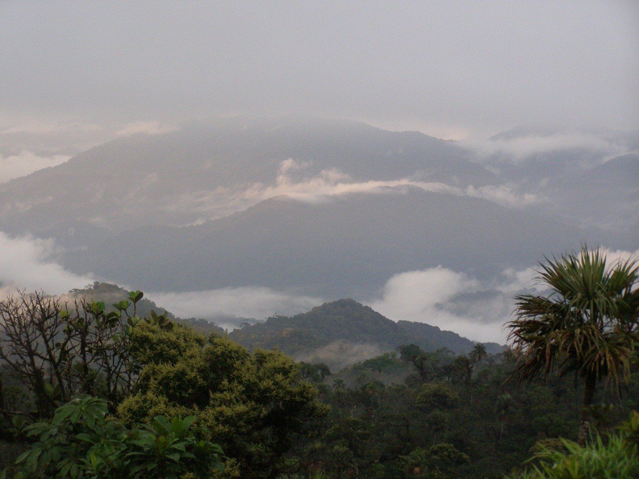 Bosque nuboso Alto Chagres Panamá