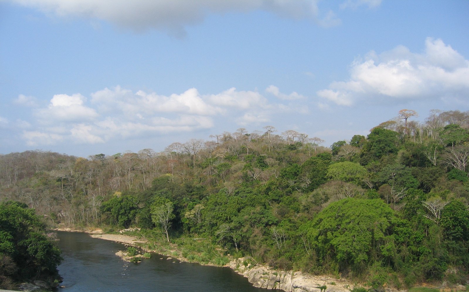 Bosque semicaducifolio Alto Chagres Panamá