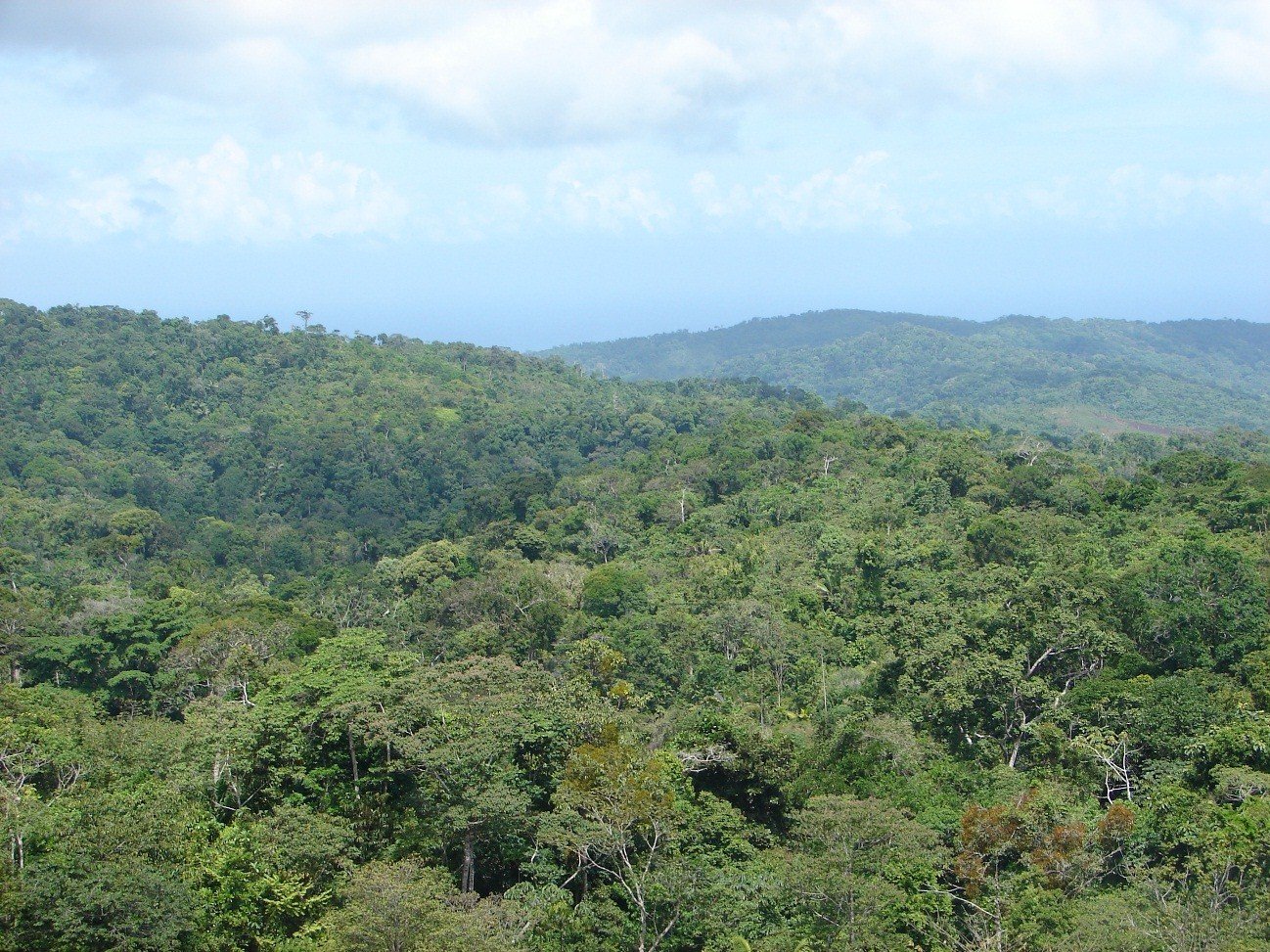 Bosque siempreverde Alto Chagres Panamá