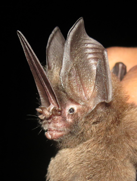 L. aurita Panamá