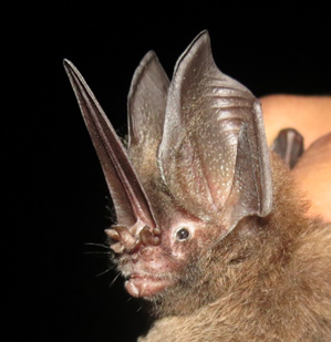 L. aurita Panamá 2