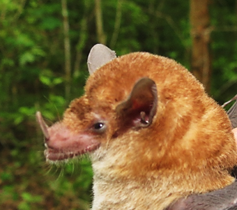 L. robusta