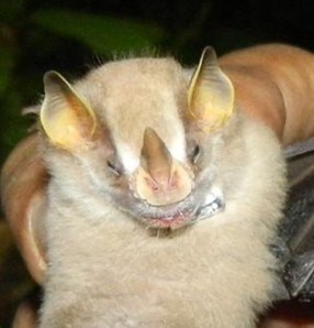 M. macconnelli
