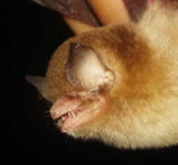N. mexicanus