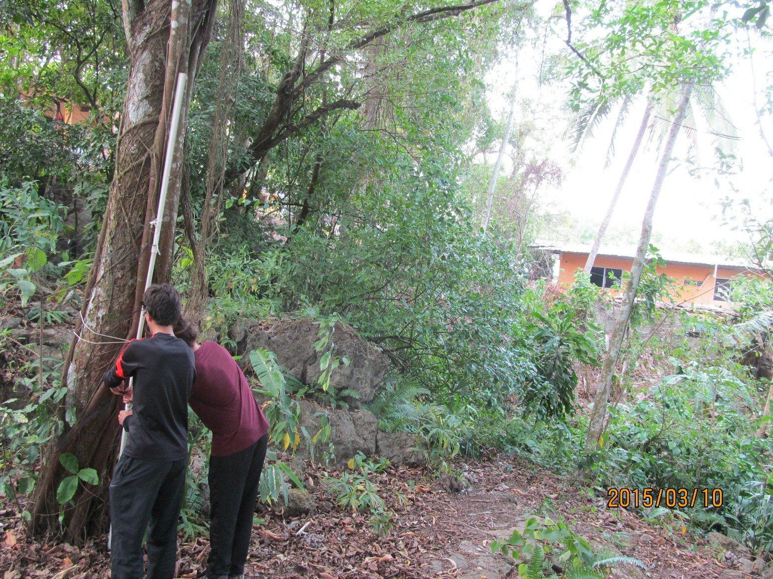 Viviendas Vegetación Panamá 2