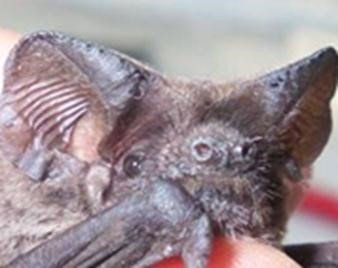 Tadarida bresiliensis