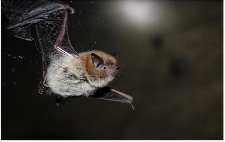Myotis dinellii 