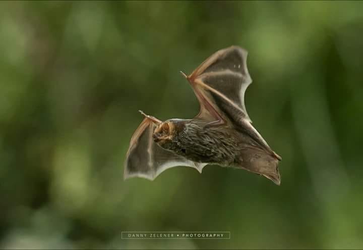 Lasiurus cinereus