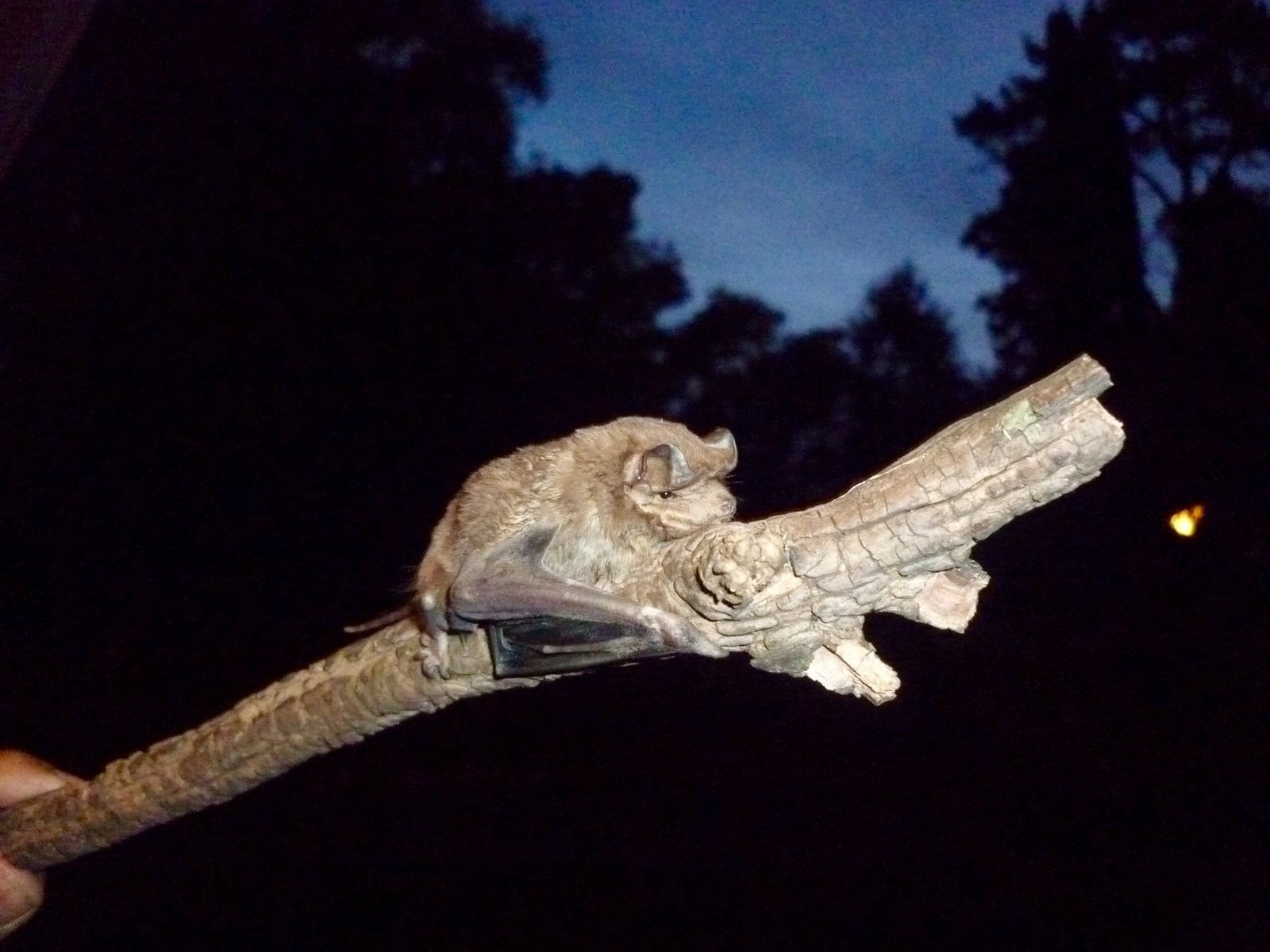 Molossus molossus
