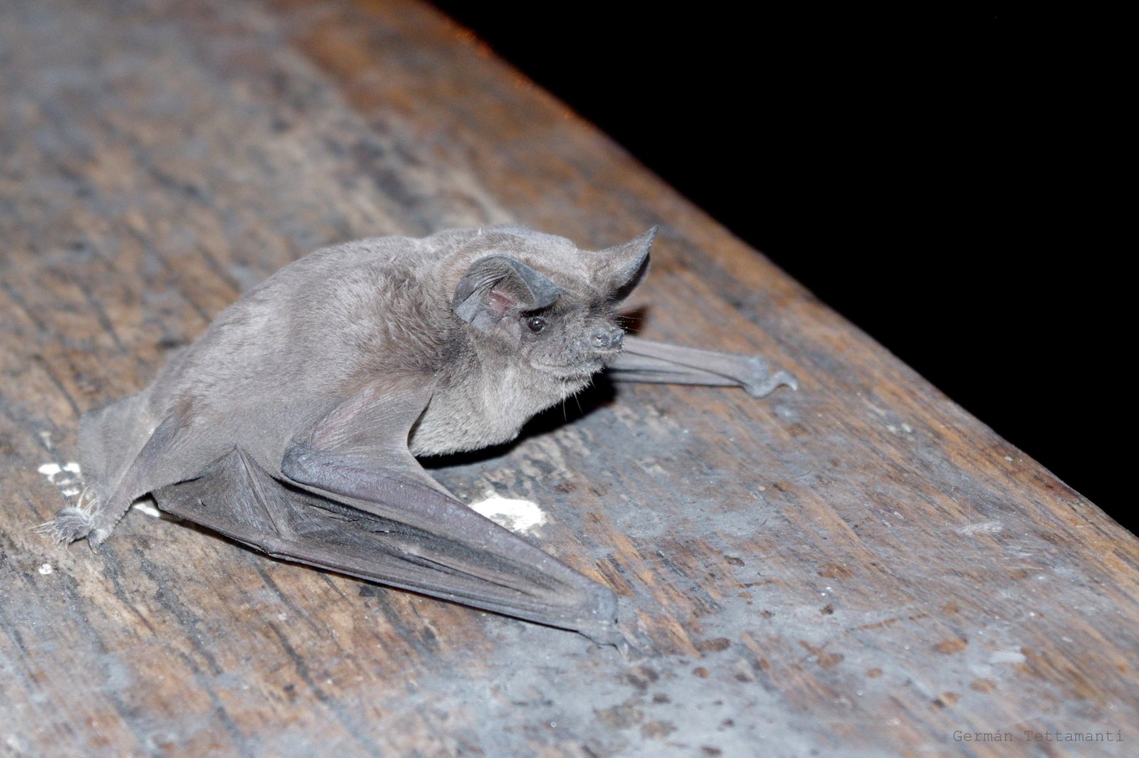Tadarida brasiliensis