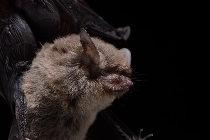Myotis nesopolus