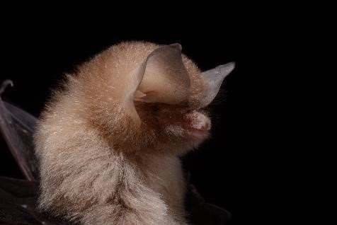 Natalus tumidirostris