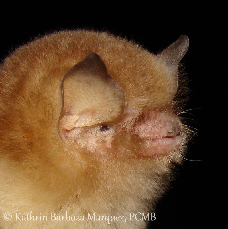 Tucabaca1