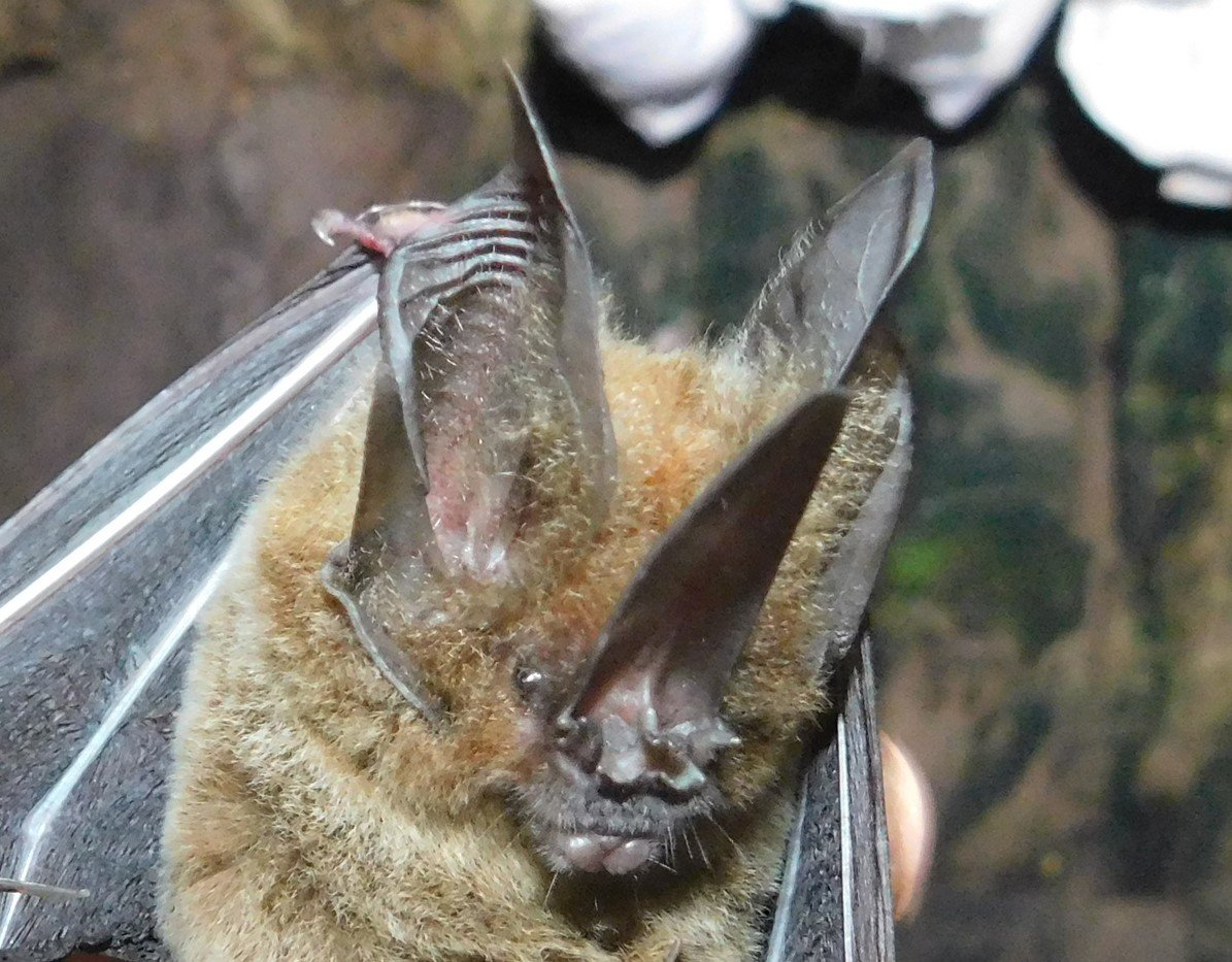 Lonchorhina aurita