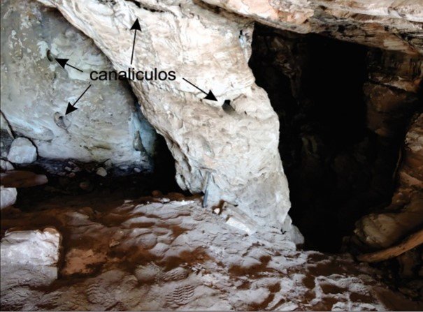 Se desarrollaron pequeños canalículos en la pared y pilar de la cuevajpg