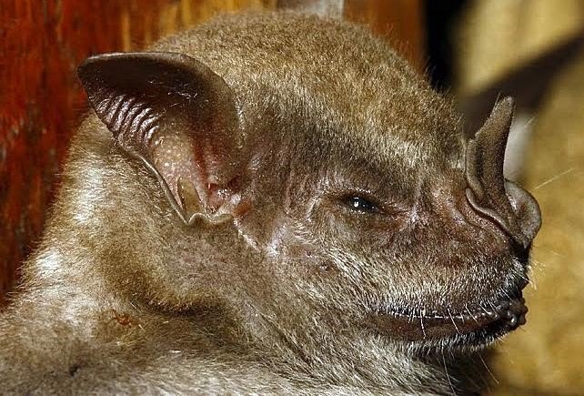 Artibeus fimbriatus