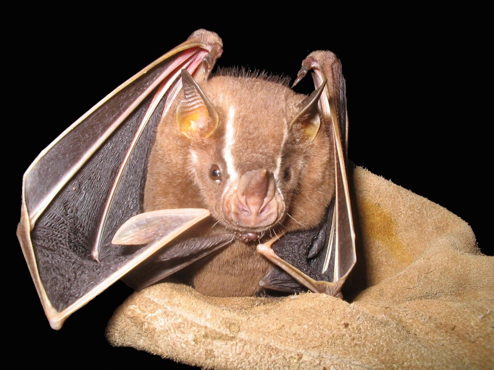 Artibeus lituratus