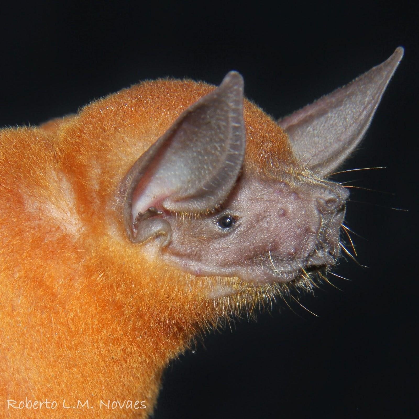 N albiventris