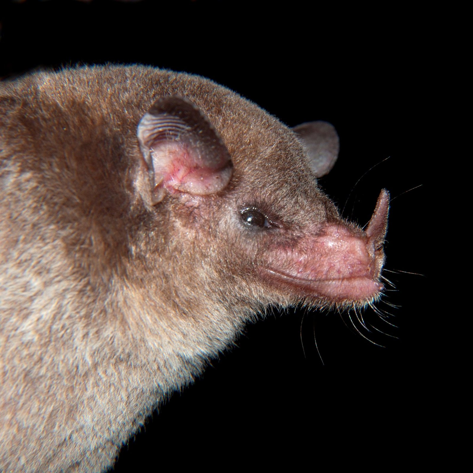 Monophyllus redmani