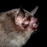 Pteronotus quadridens