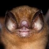 Chilonatalus micropus