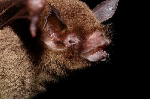 Pteronotus davyi