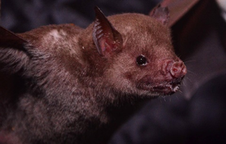 Brachyphylla cavernarum