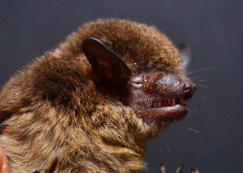 Eptesicus fuscus