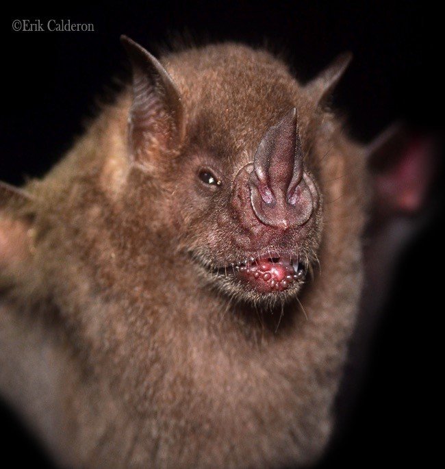 Artibeus jamaicensis