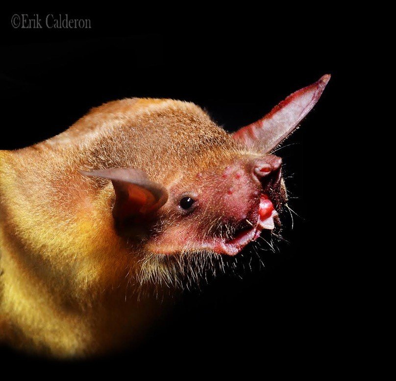 Noctilio leporinus
