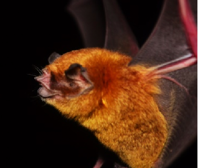 Pteronotus portoricensis