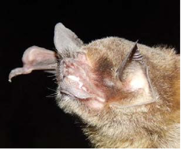 Pteronotus quadridens