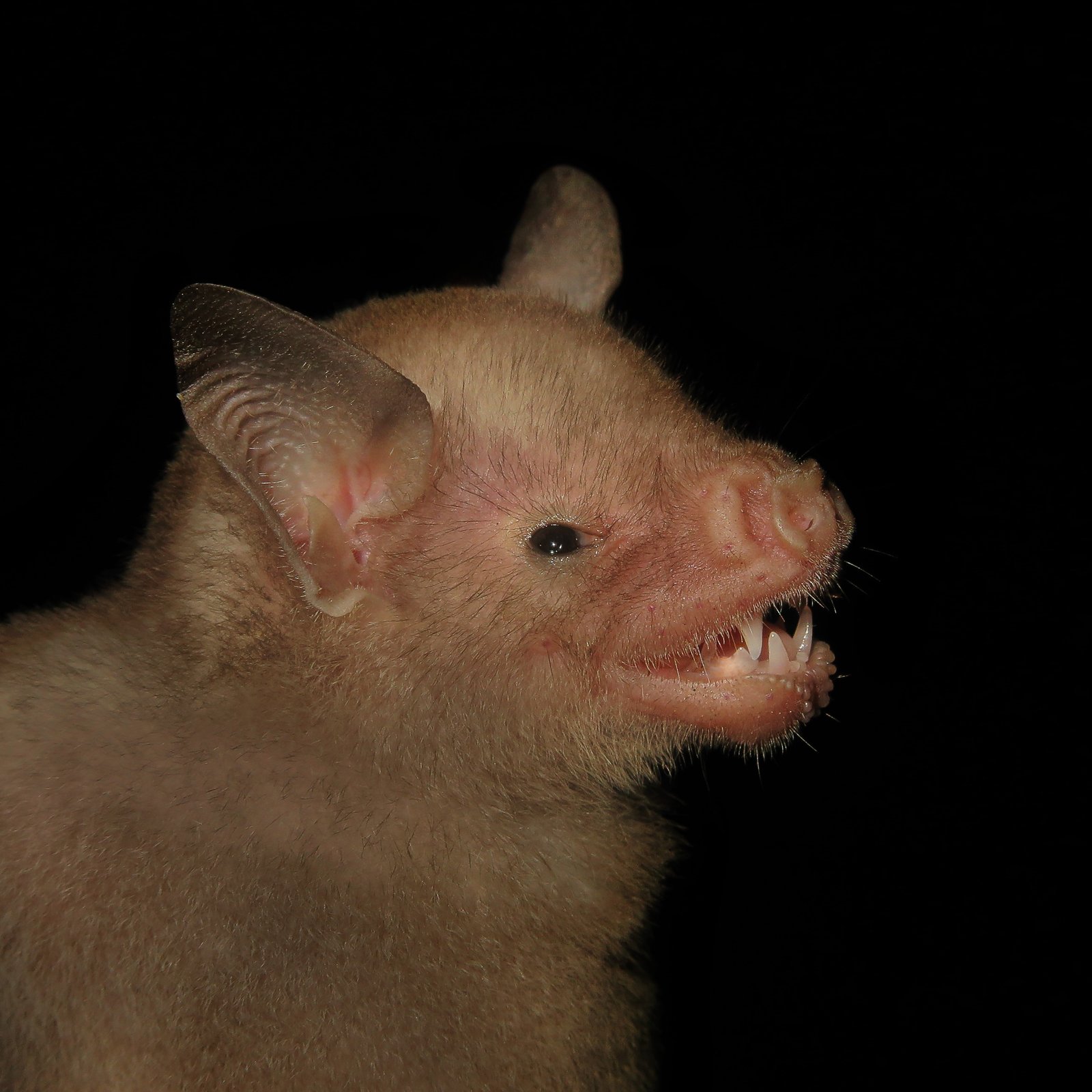 Brachyphylla pumila