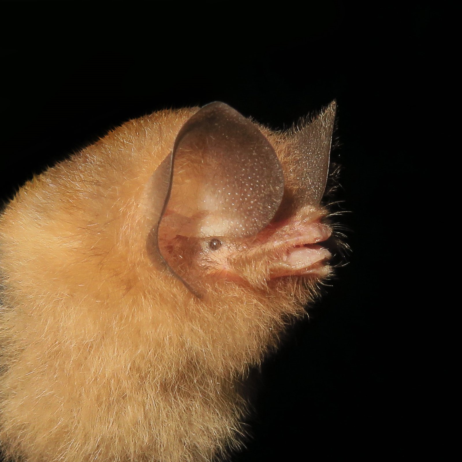 Chilonatalus micropus