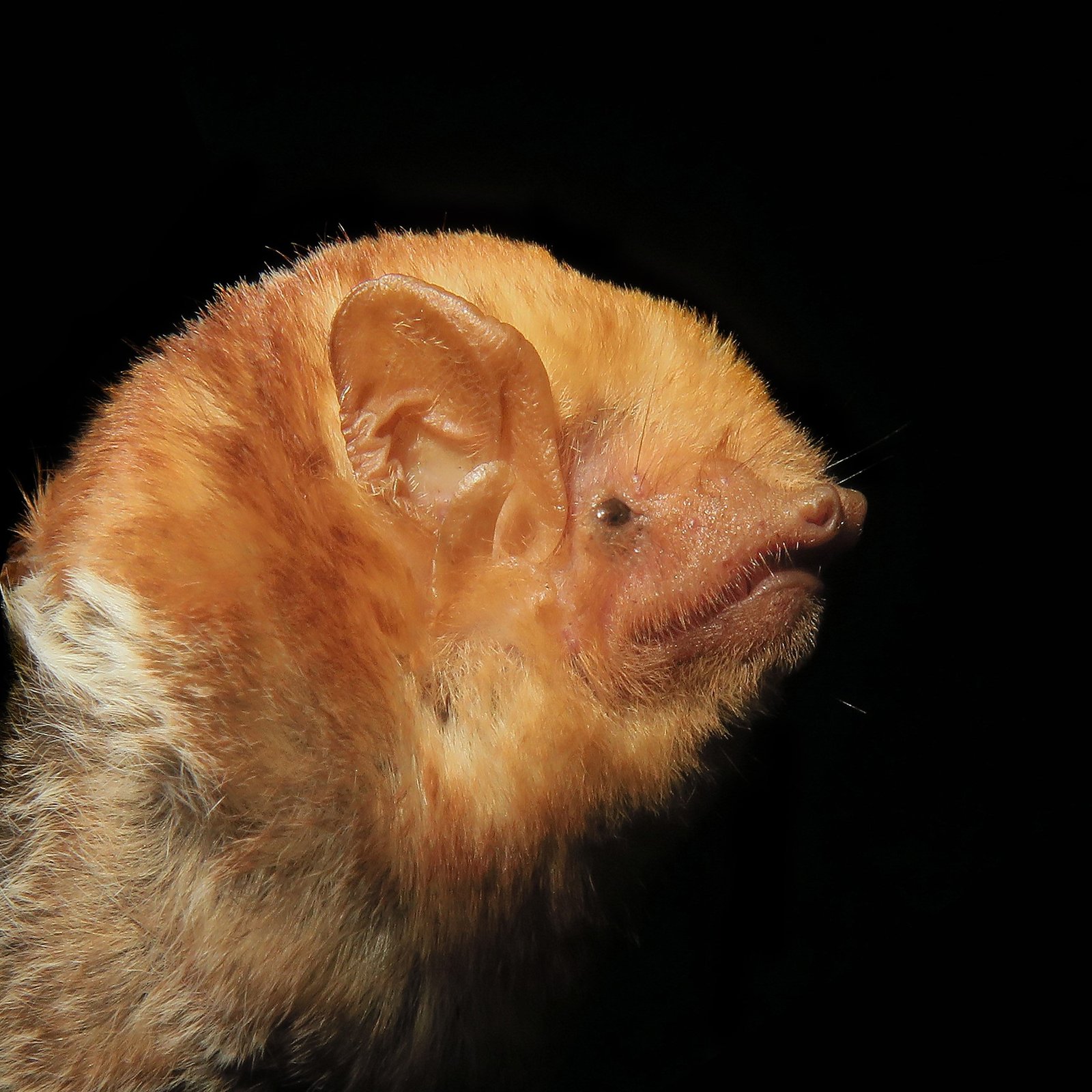 Lasiurus minor